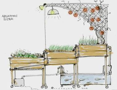 Overview Of An Aquaponics System | Joel Smith