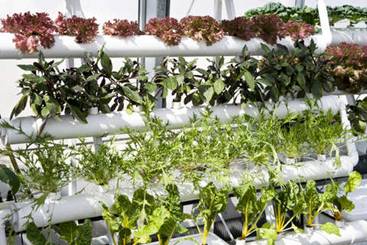 Overview Of An Aquaponics System